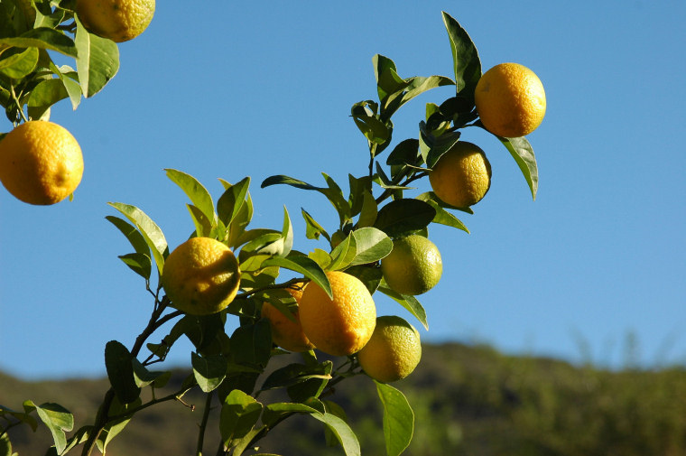 Lemon tree (C) Amada44 CC BY 3